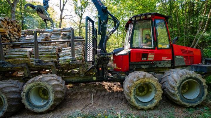 Transformer des chênes, des hêtres et des charmes en bois de chauffage Héry